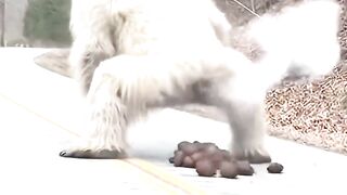 What did the gorilla do?