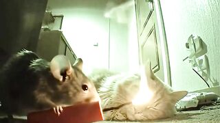 Tom & Jerry