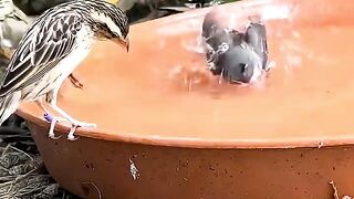 Bird video amazing video