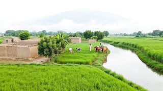 My green village