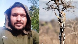 Monkey hitting the chitah