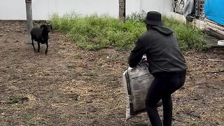 Diseruduk kambing