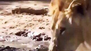 Lion king???? vs crocodile???? .mp4.2026