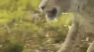 How Loud Can YOU Roar ????.mp4.2026