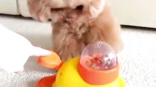 Dog have latest machine