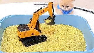 Cat learning bathroom