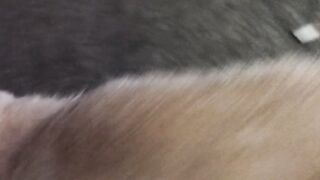 Funny cat