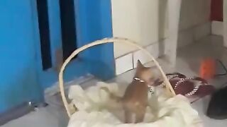 Super gatinho em ação