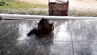Supe lutade gatos