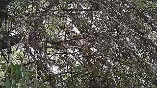 Gato branco na arvore
