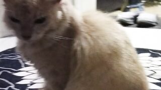 Cat crazy si oyen