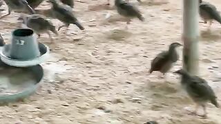 Too many cooks and birds