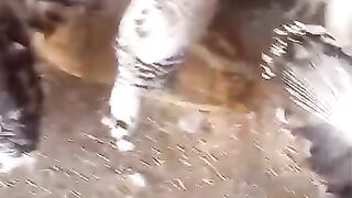 The journey of birds