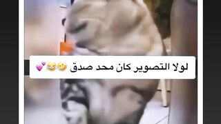 Funny and clever cat