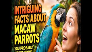 Intriguing Facts About Macaw Parrots You Probably Didn't Know