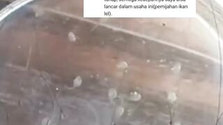 Penetasan TELUR lele 90% Tapi KENAPA larva lele TUMBANG ditengah jalan