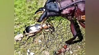 How an ant saves his life to another big ant