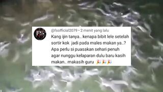 Penyebab UTAMA lele BERMASALAH setelah DISORTIR