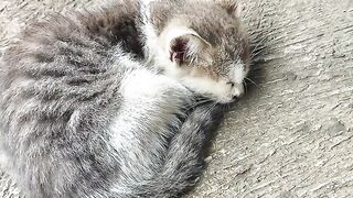 Sick cat kucing montong liar