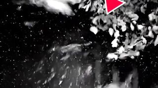 Something Rushed My Security Camera Last Night #cctv #cctvfootage #securitycamera #lion