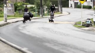 Freestyle