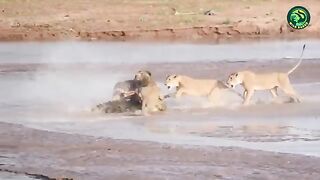 19 Most Brutal Fighting Moments Between.mp4.2026