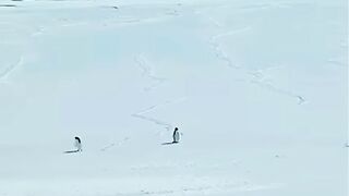 brave penguin #motivation #confidence #naturelovers