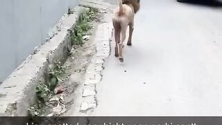 funny video comedy video status funny video comedy video status