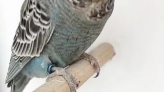 The little parrot