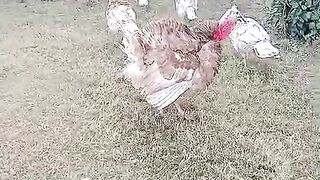 The head chicken