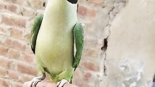 Mitto mitto