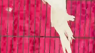 Back bird