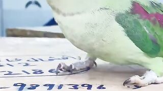 Parrot and parrot