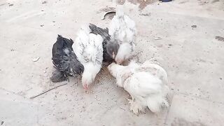 Chicken feather