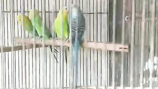 Too green