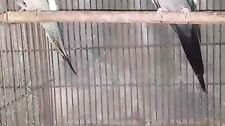 Cage and birds ll birds