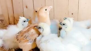Chicken three