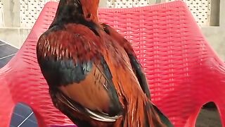 Chicken chair
