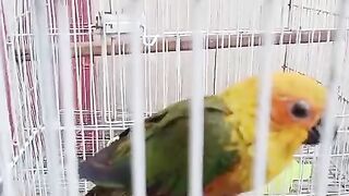 Birds and bird