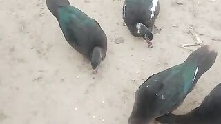 Little ll Chicks