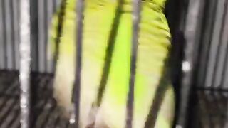 Budgie parrot