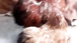 Fancy farming of hens