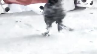 Mashrot chicken