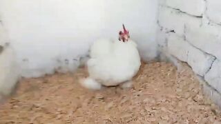 The chicken is looking at the zoo