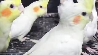 Cocktail parrots in cage