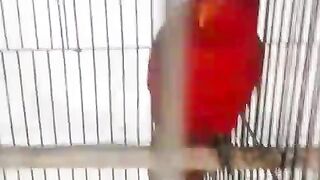 Red parrot