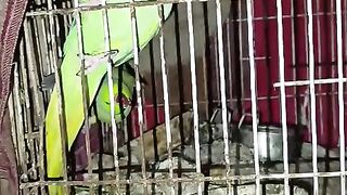 Parrot incarcinated