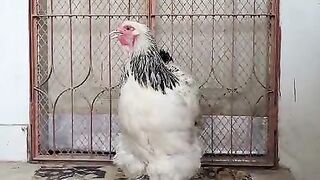 Brahma chicken walks