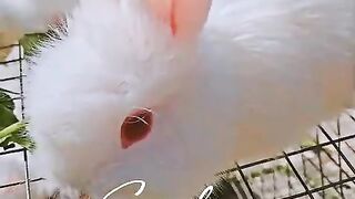White rabbit
