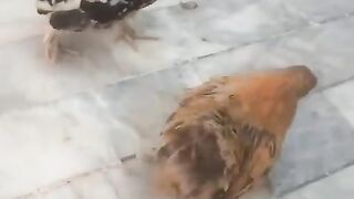 Fancy ll birds.